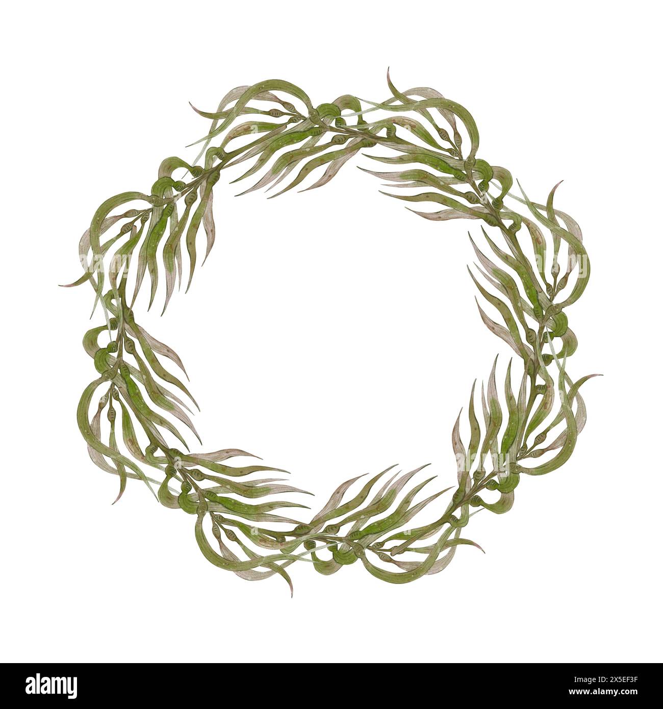 Image showcasing Seaweed wreath. Hand drawn watercolor illustration on white background ...