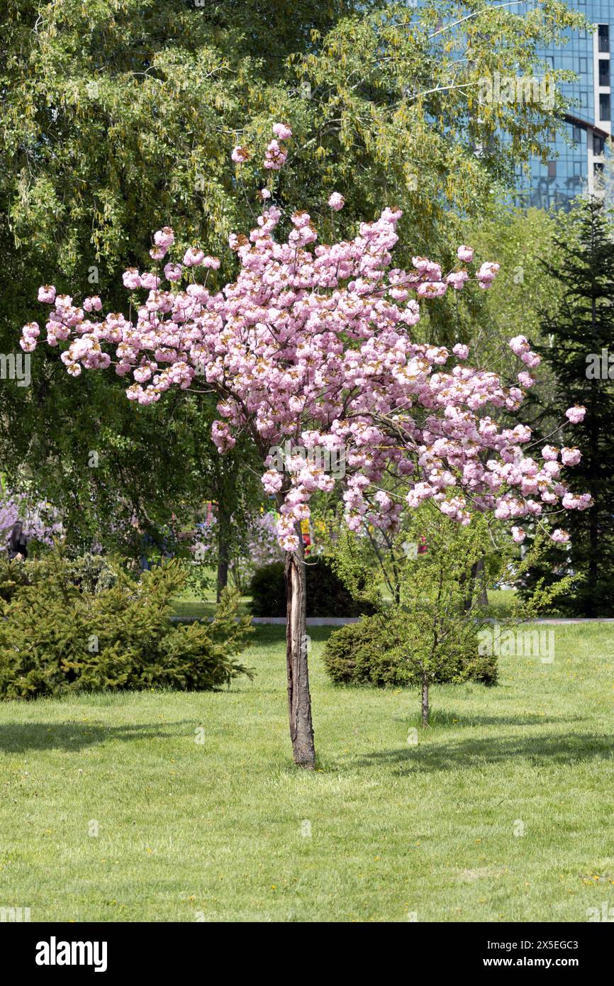 The cherry blossom. Sacura. Prunus serrulata 'Kanzan' or 'Sekiyama' Stock Photo