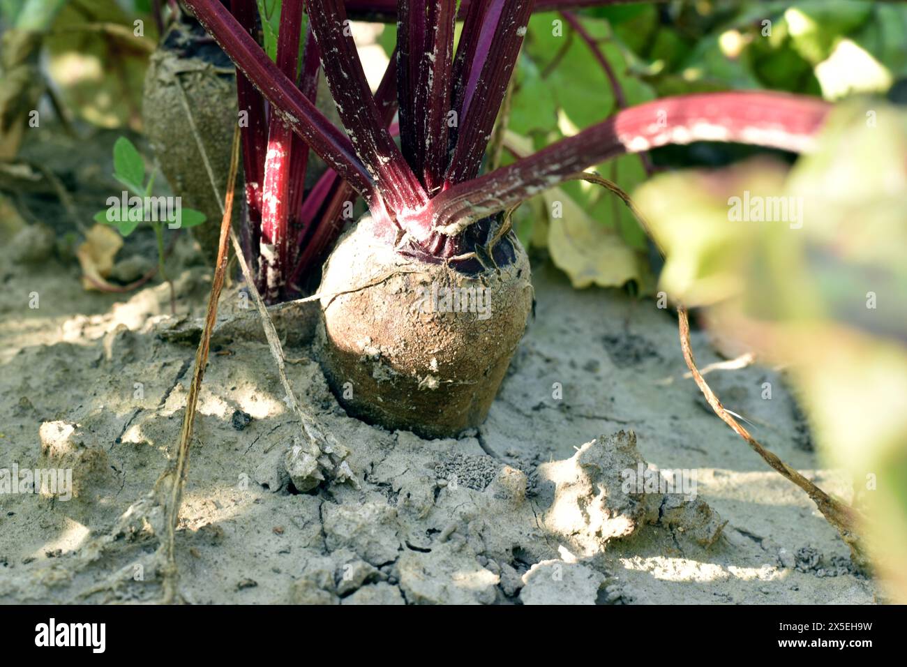 Close-up of red beets ripening in the garden. Stock Photo