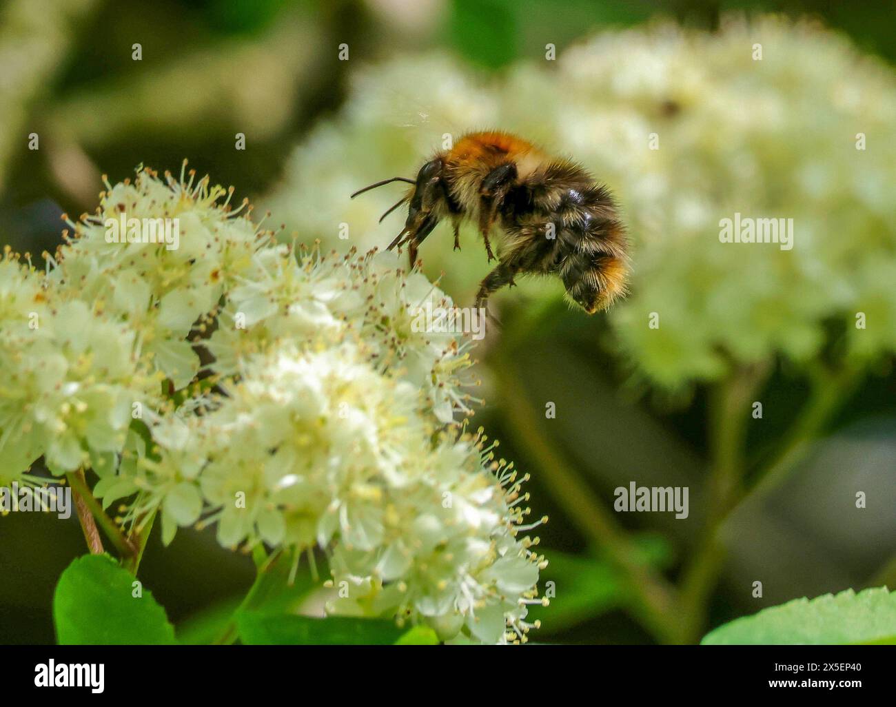 Kinnego, Lough Neagh, County Armagh, Northern Ireland, UK. 09th May 2024. UK weather - a fine sunny spring day with temperatures increasing as the weekend approaches. A bee foraging for nectar in spring blossom.  Credit; CAZIMB/Alamy Live News. Stock Photo