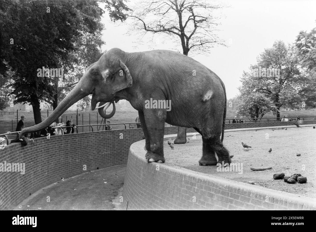 London Zoo in the 1960s. Asian Elephant reaching for items belonging to