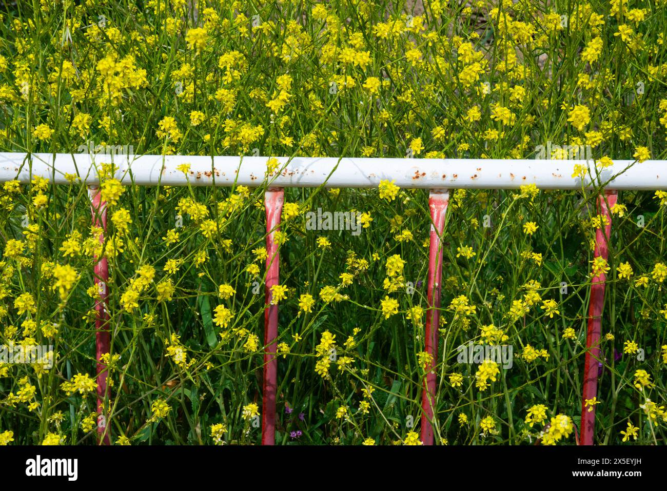 Flowers fence hi-res stock photography and images - Alamy