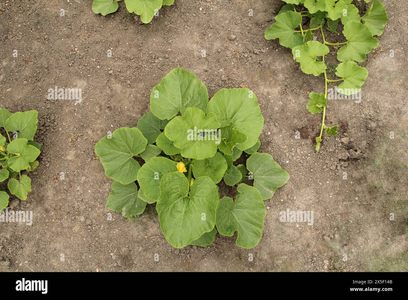top view at a growing pumpkin plant with green leaves and vines in a ...