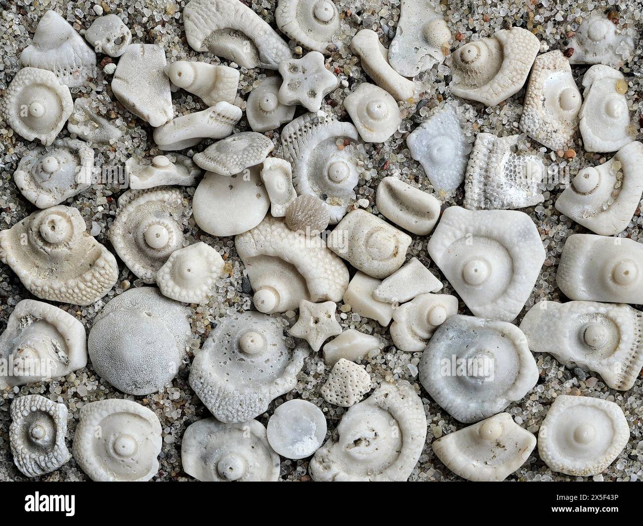 world of small fossils from the Baltic Sea: a texture in marine history and scientific treasures. Perfect for collectors and decorative wall art Stock Photo