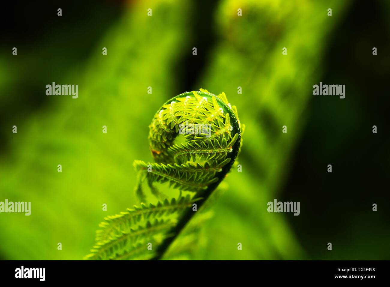 Tree fern garden path hi-res stock photography and images - Alamy