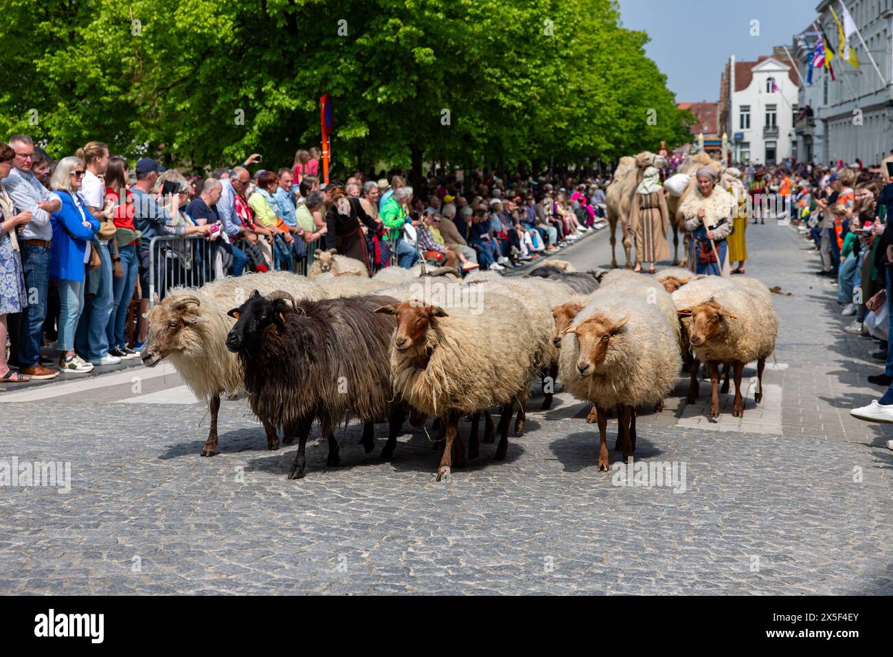 Brugge, Belgium. 09th May, 2024. a small flock of sheep is seen during the Holy Blood Procession (Heilige Bloedprocessie - Procession Saint-Sang) event, on Thursday 09 May 2024 in Brugge. During the procession, the relic of the Holy blood is carried from the Holy blood basilica to the Holy Saviour cathedral through the city center of Bruges. BELGA PHOTO KURT DESPLENTER Credit: Belga News Agency/Alamy Live News Stock Photo