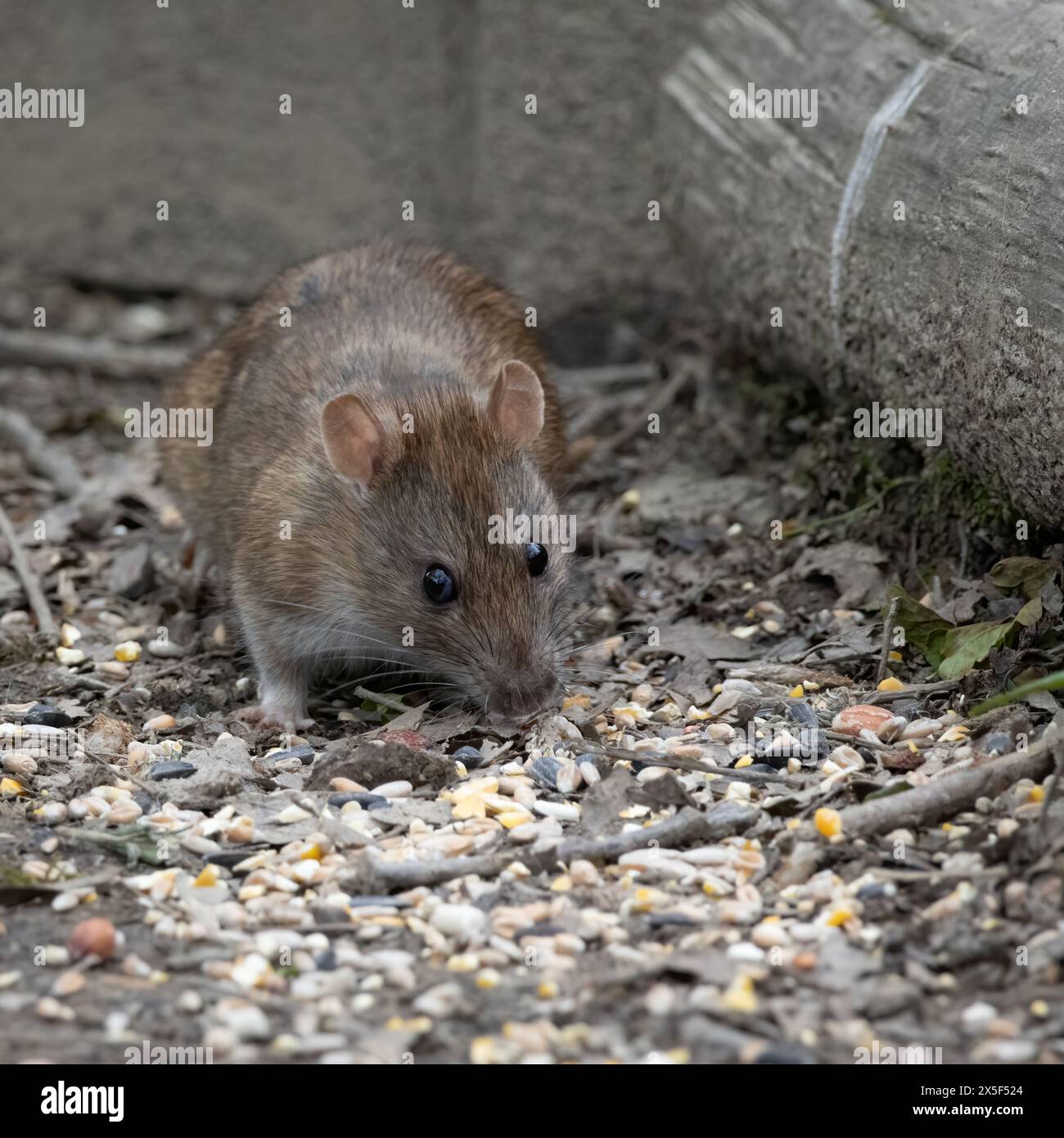 Brown Rat feeding on bird seed Stock Photo Alamy