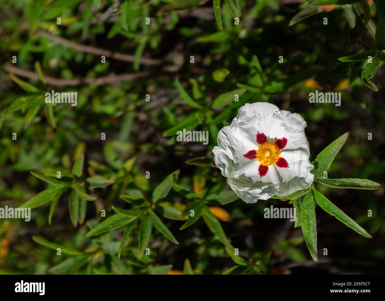 Closeup of the white flower of a rock rose (Cistus aguilarii maculatus) in full bloom Stock Photo