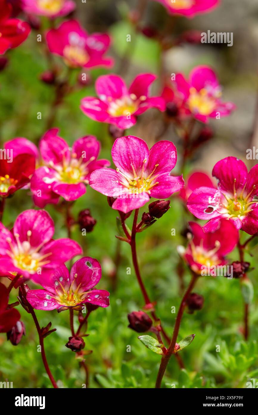 Saxifrage pan hi-res stock photography and images - Alamy