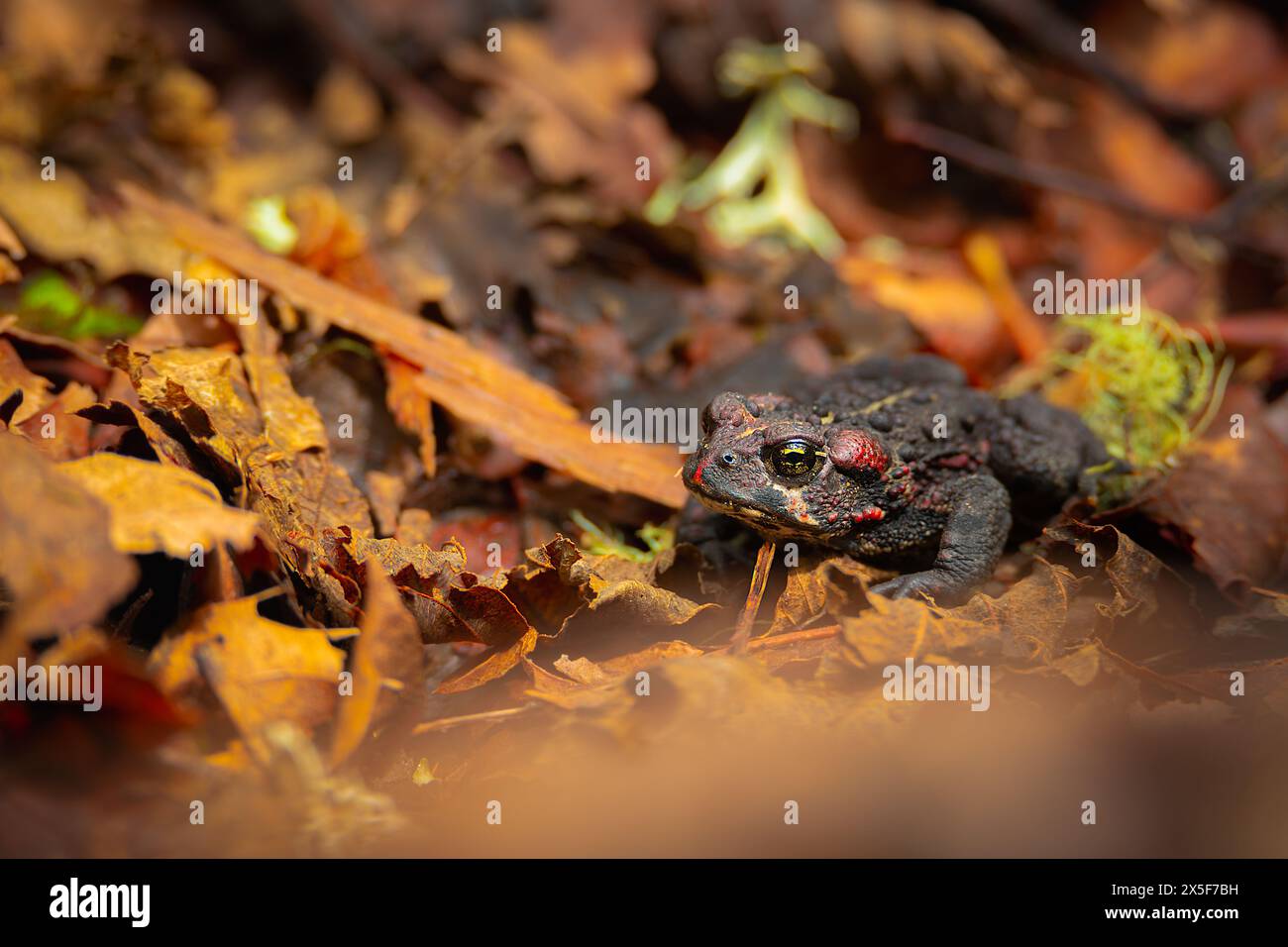 Toad animal fauna spring hi-res stock photography and images - Alamy