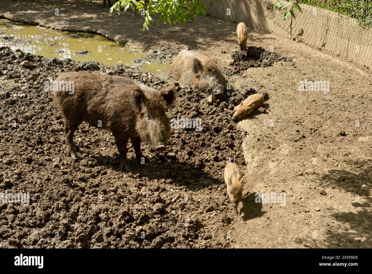 Wild boar pigs family Sus scrofa or wild swine in the mud in their enclosure habitat in Sofia Zoo, Sofia, Bulgaria, Eastern Europe, Balkans, EU Stock Photo