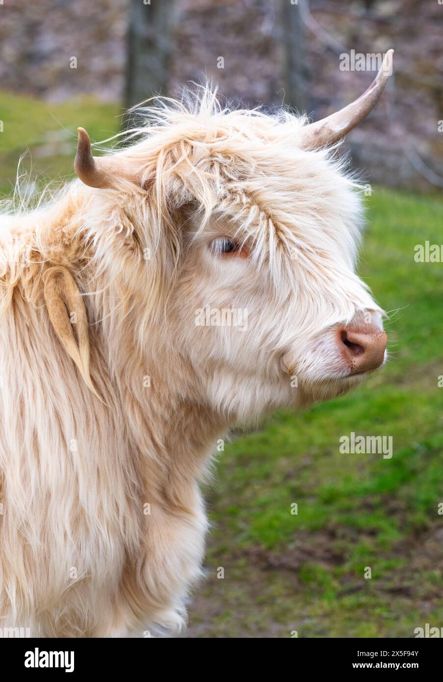 Highland cattle in Huisinish (Hushinish), Isle of Harris, Outer ...
