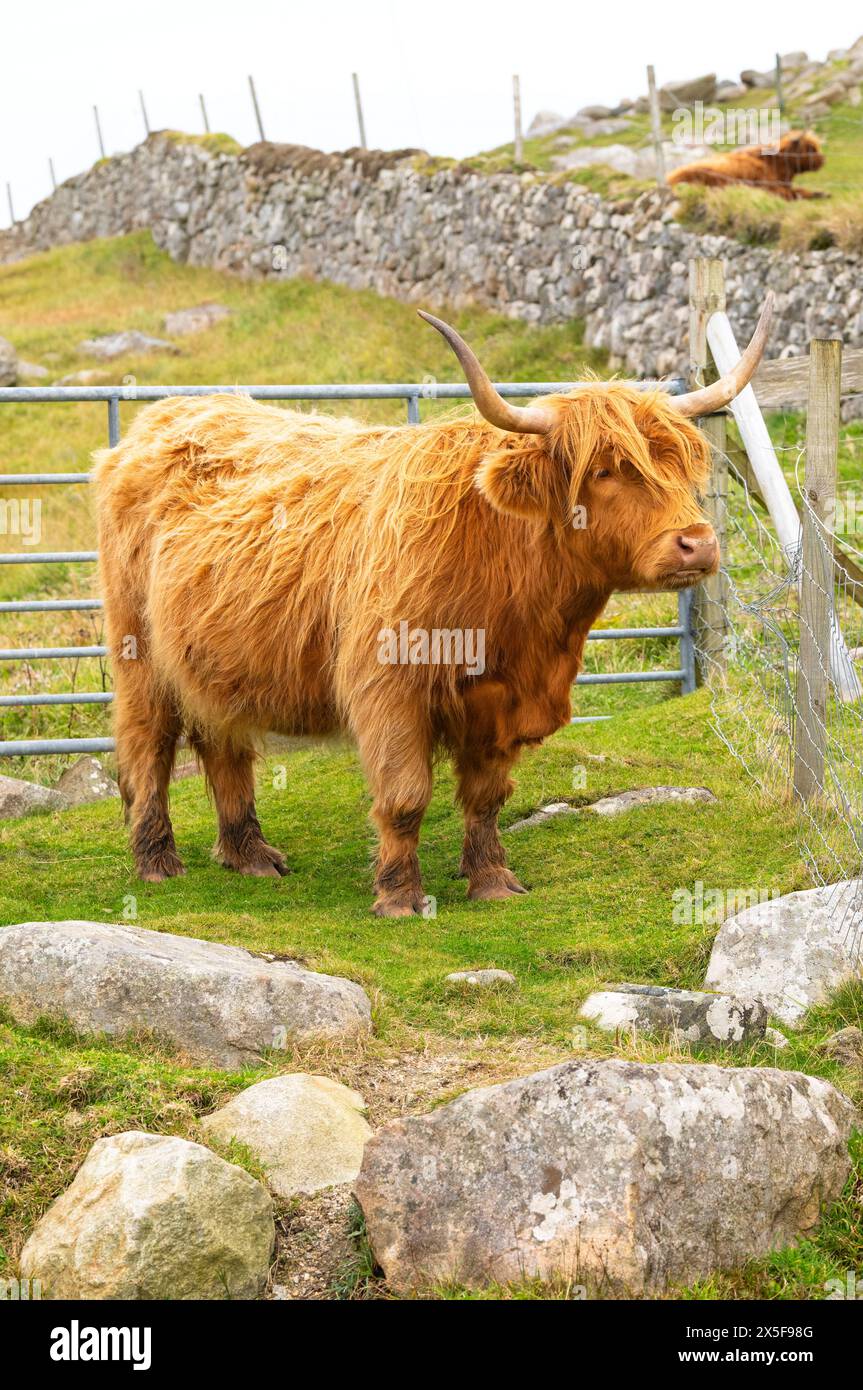 Highland cattle in Huisinish (Hushinish), Isle of Harris, Outer ...