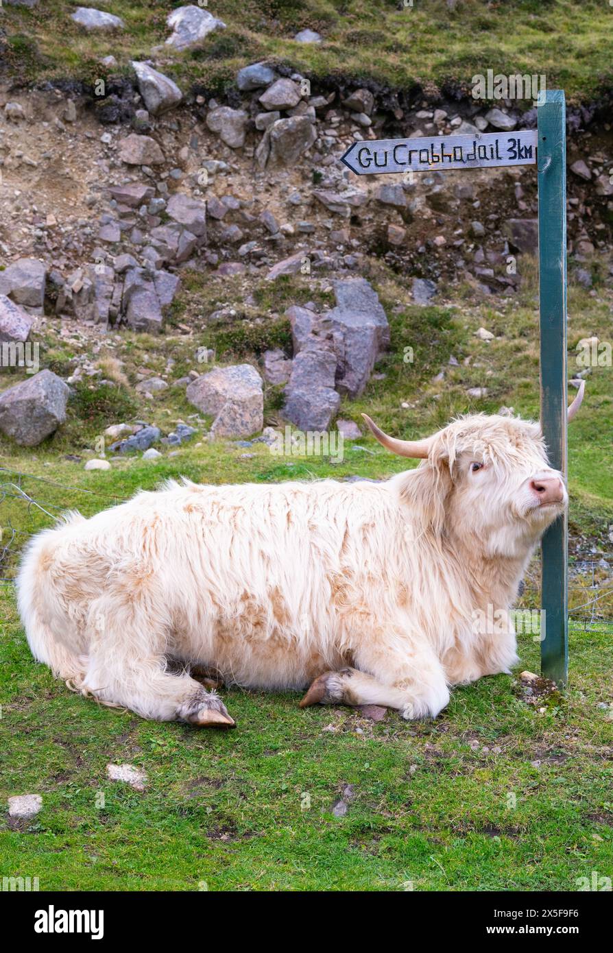 Highland cattle in Huisinish (Hushinish), Isle of Harris, Outer ...