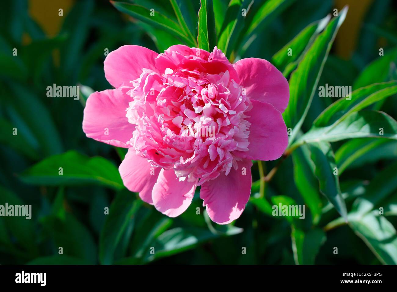 A traditional peony in full bloom Stock Photo - Alamy