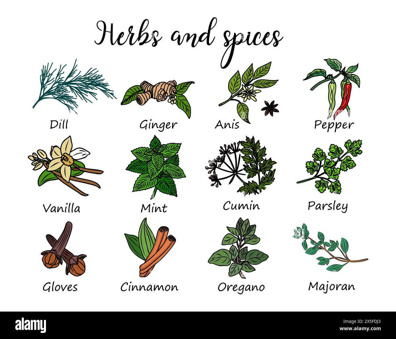 Herbs and spices hand drawn illustration isolated Stock Vector Image ...