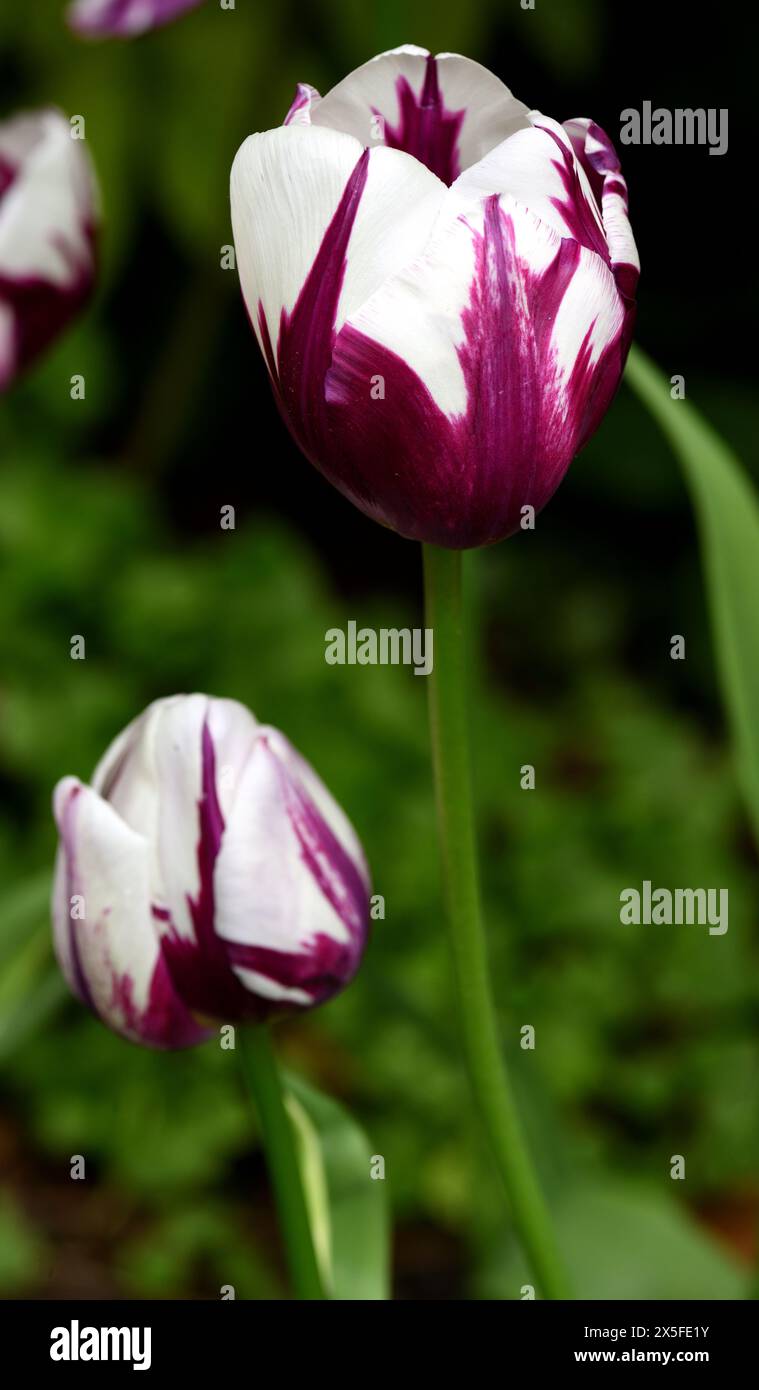 Tulip Rems Rems hi-res stock photography and images - Alamy