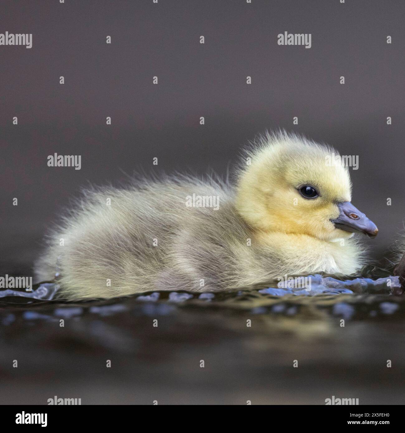 (Ottawa, Canada01 May 2024) Canada goose goslings by the Rideau