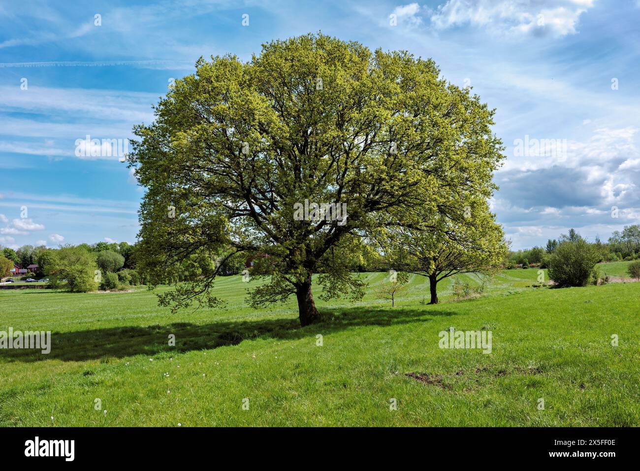 Green field and oak hi-res stock photography and images - Alamy