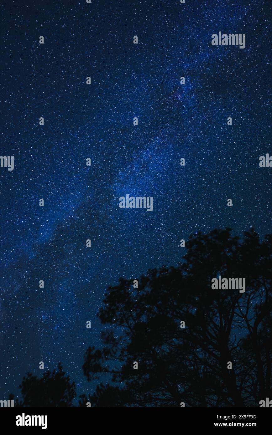 Starry night with Milky Way galaxy over tree silhouette Stock Photo - Alamy