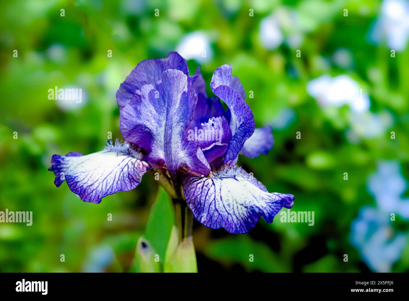 Dwarf iris flowering in the home garden. Stock Photo