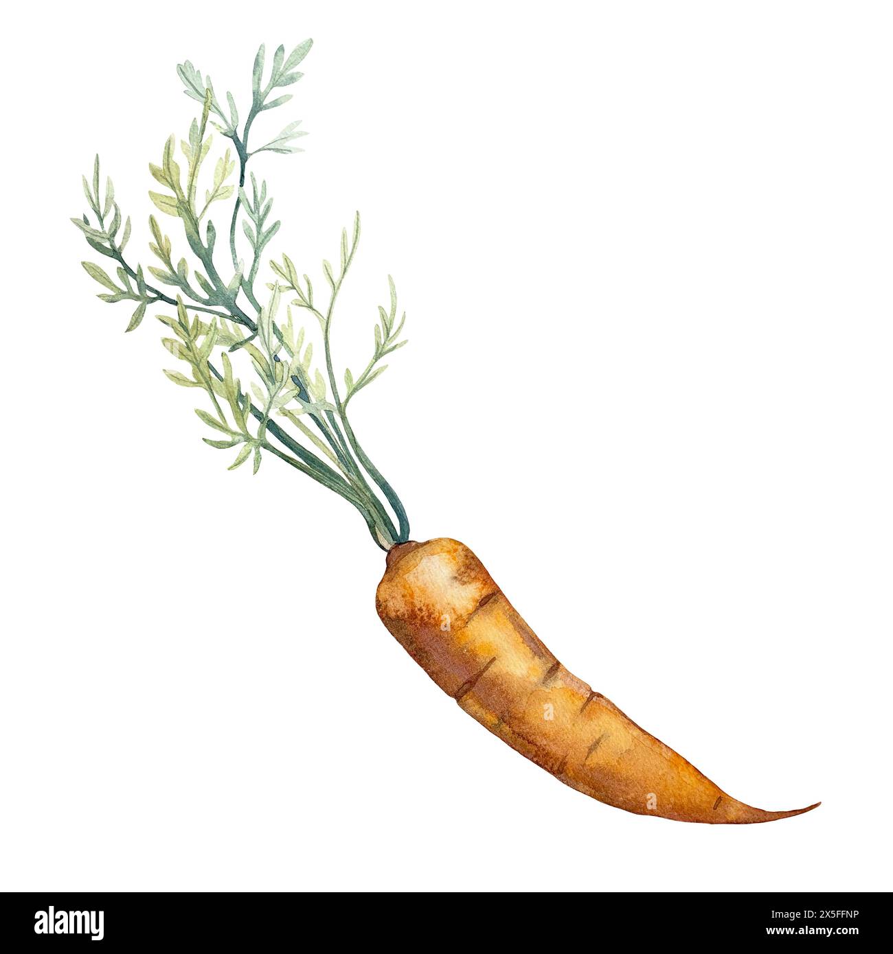 Carrot with leaves watercolor hand drawn illustration isolated on white background.  Stock Photo