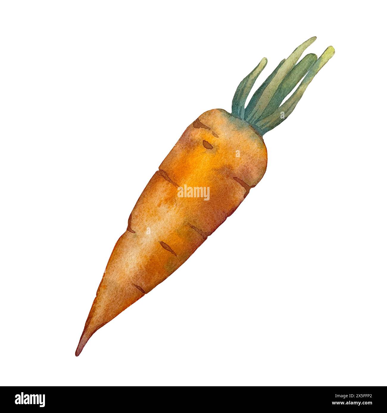 Carrot watercolor hand drawn illustration isolated on white background.  Stock Photo