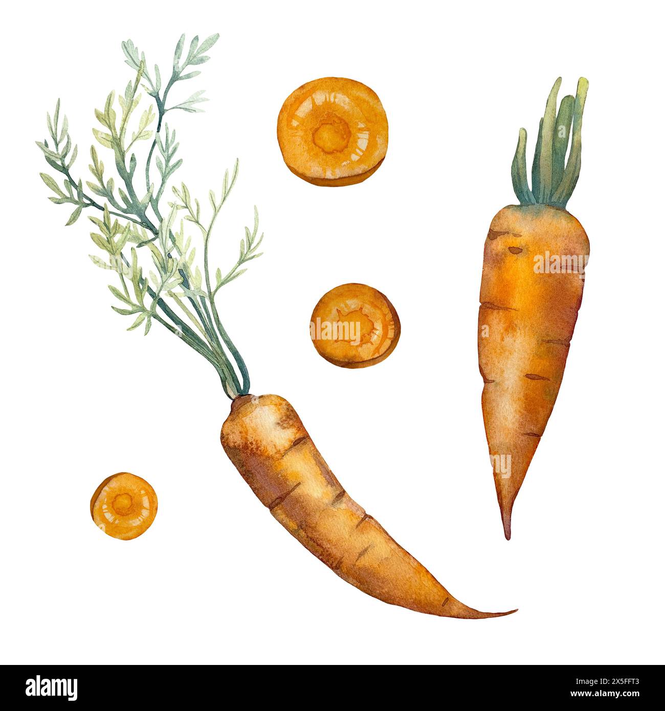 Carrot with leaves, root, pieces. Set of watercolor illustrations drawn by hand  Stock Photo