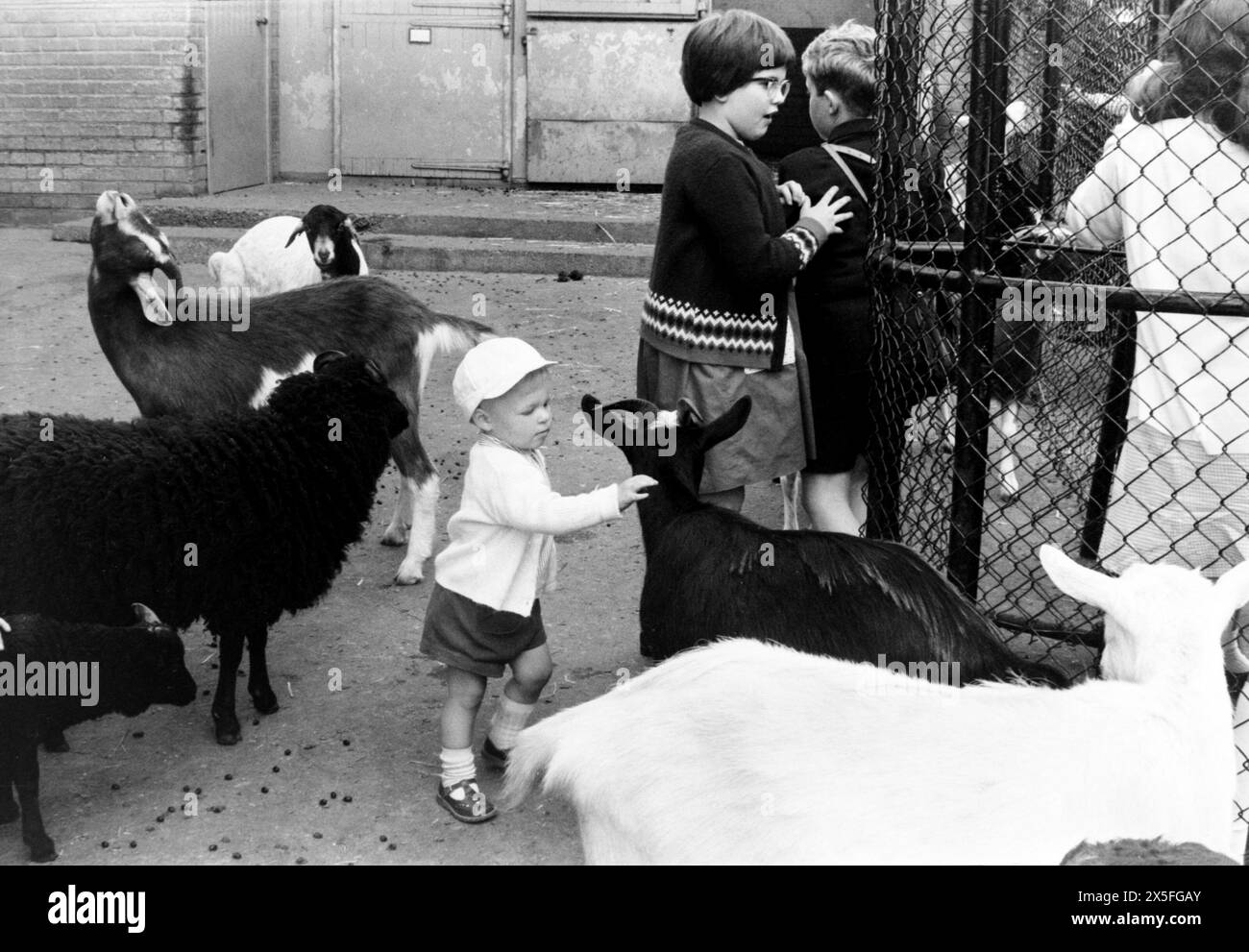 London Zoo in the 1960s. Children in a petting zoo with goats. Young boy in sixties period attire Stock Photo