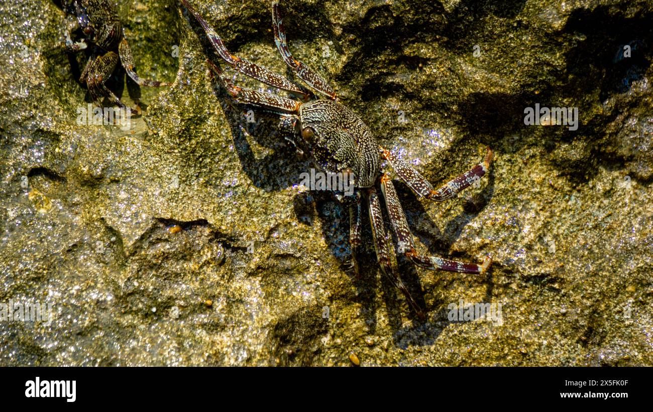 Charybdis feriata ( Rajungan karang, Crucifix Crab, Crucifix Swimming-crab). This animal is a species of swimming crab in the family Portunidae Stock Photo