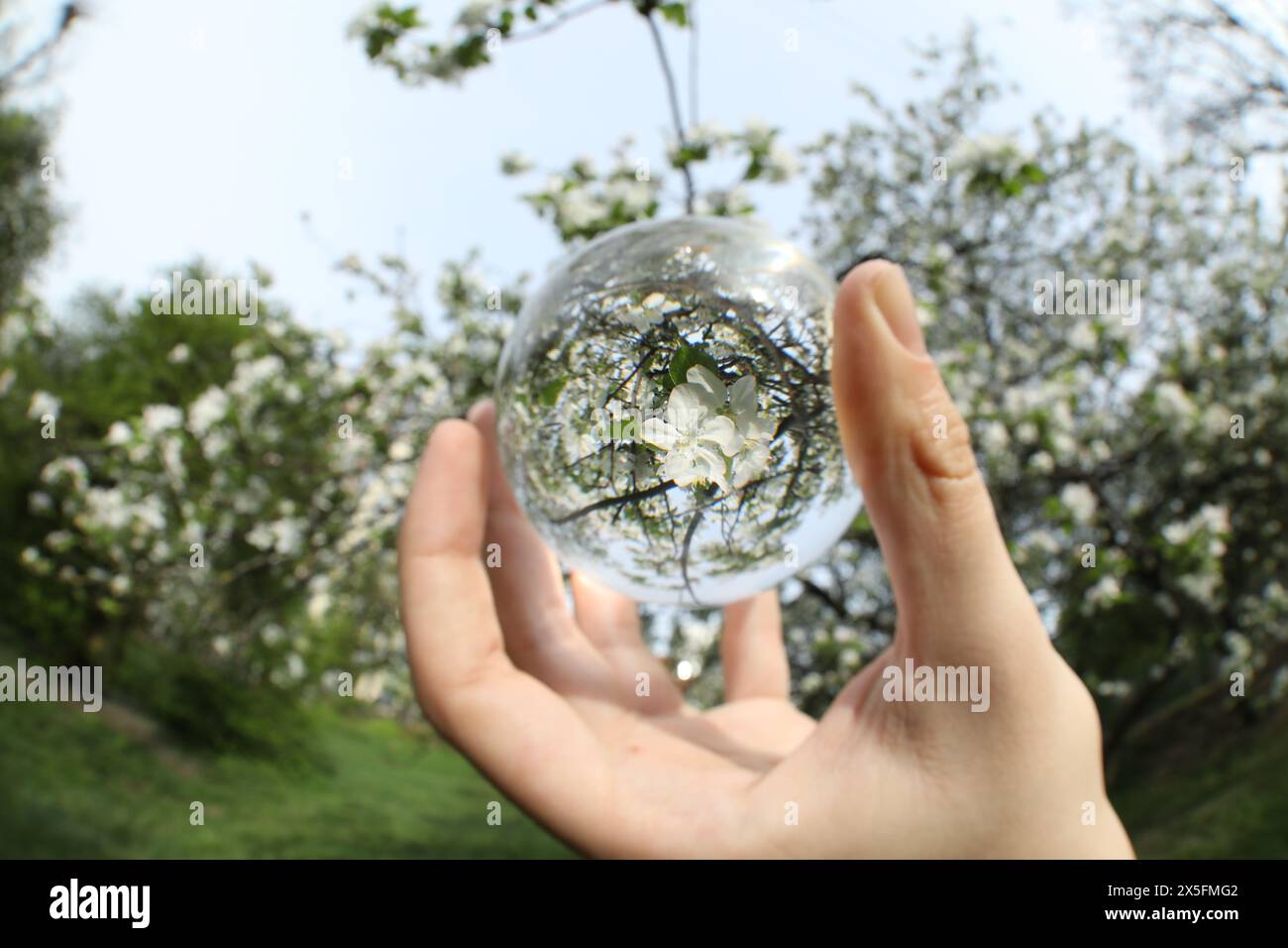 Beautiful tree with white blossoms outdoors, overturned reflection. Man holding crystal ball in spring garden, closeup Stock Photo