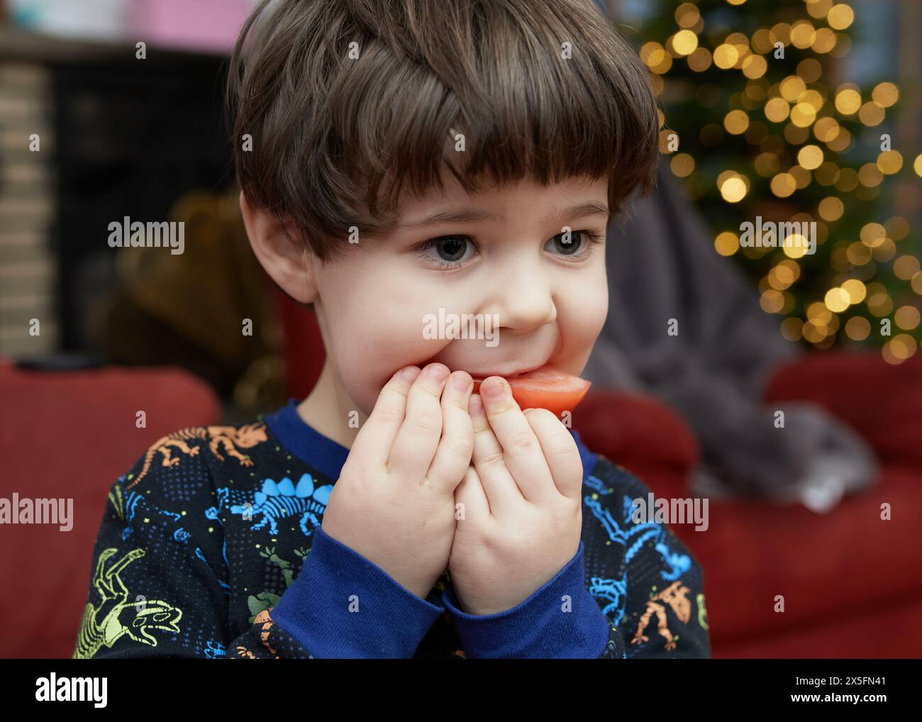 Expressive young boy is eating a tomato in front of a christmas tree in ...