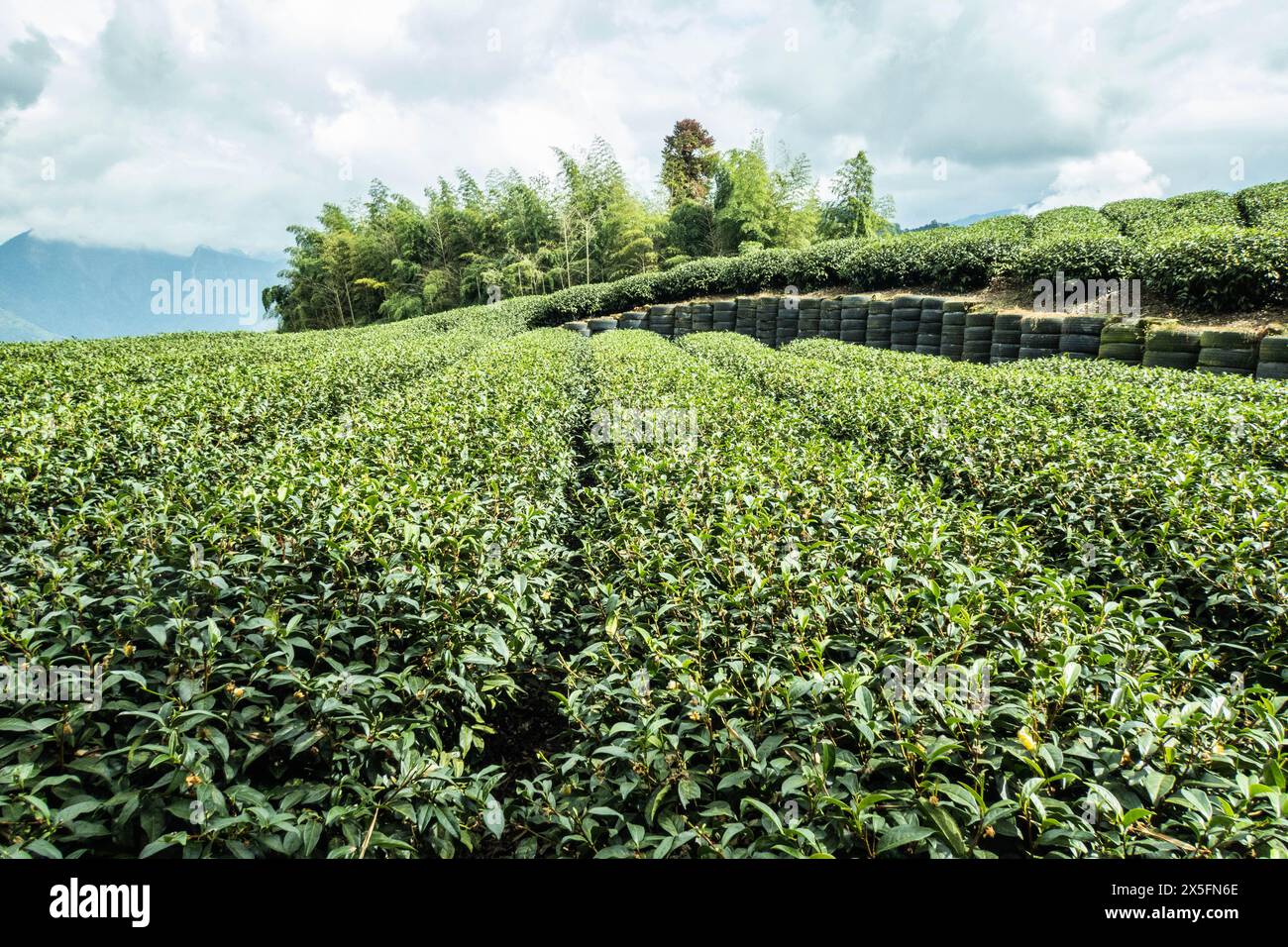 Tea plantation near Ruili on the Fenrui Historic Trail, Fenqihu, Chiayi, Taiwan Stock Photo