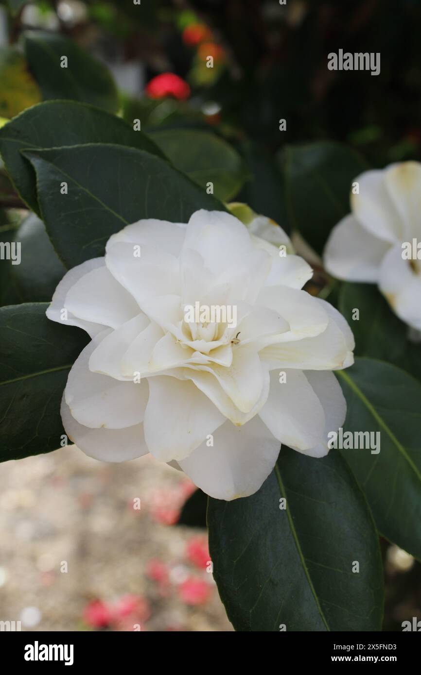 White camellia macro hi-res stock photography and images - Alamy