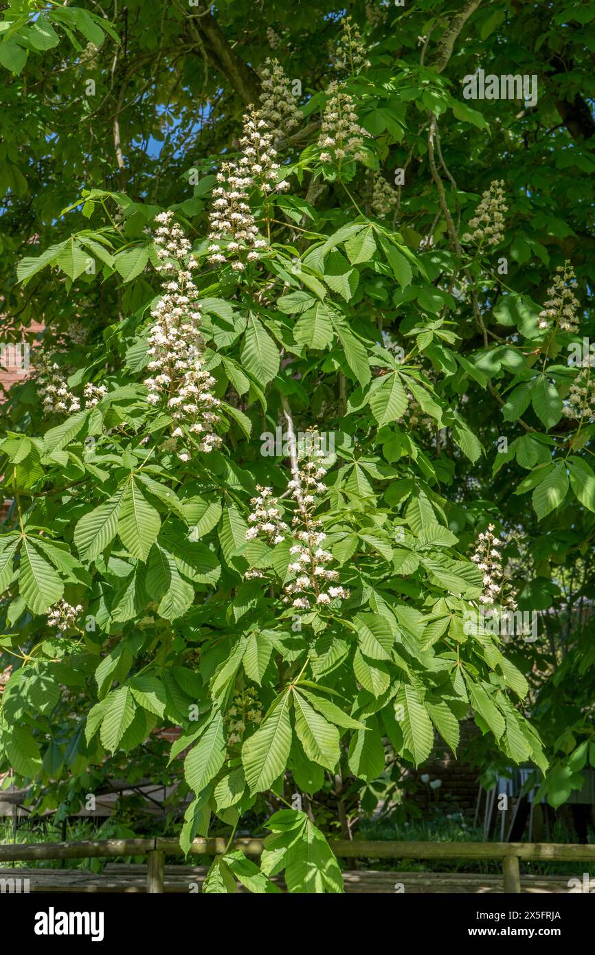White flowering horse chestnut tree, Aesculus in spring Stock Photo