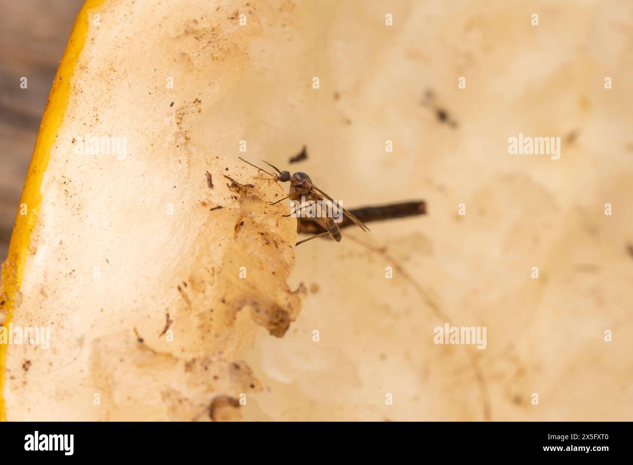 Sylvicola punctatus Family Anisopodidae Genus Sylvicola mosquito wild nature insect wallpaper, picture, photography Stock Photo