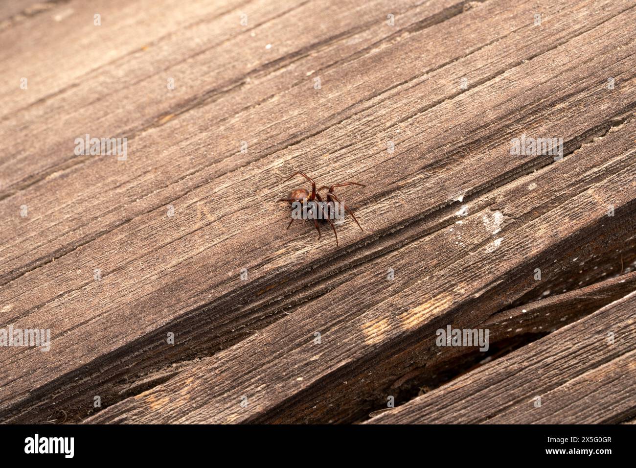 Steatoda bipunctata Family Theridiidae Genus Steatoda Cob-web spider wild nature insect photography, picture, wallpaper Stock Photo