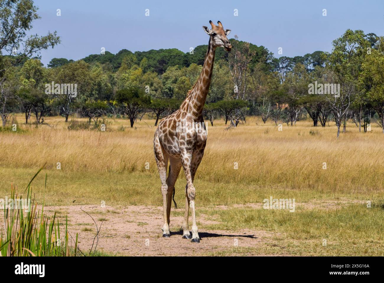 Zimbabwe, 3rd May 2024. An adult giraffe in a nature reserve in Zimbabwe. Credit: Vuk Valcic/Alamy Stock Photo