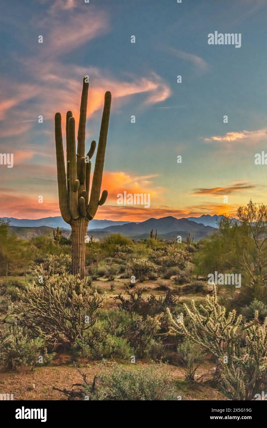 Saguar cactus in the Sonoran Desert near Phoenix, Arizona Stock Photo ...