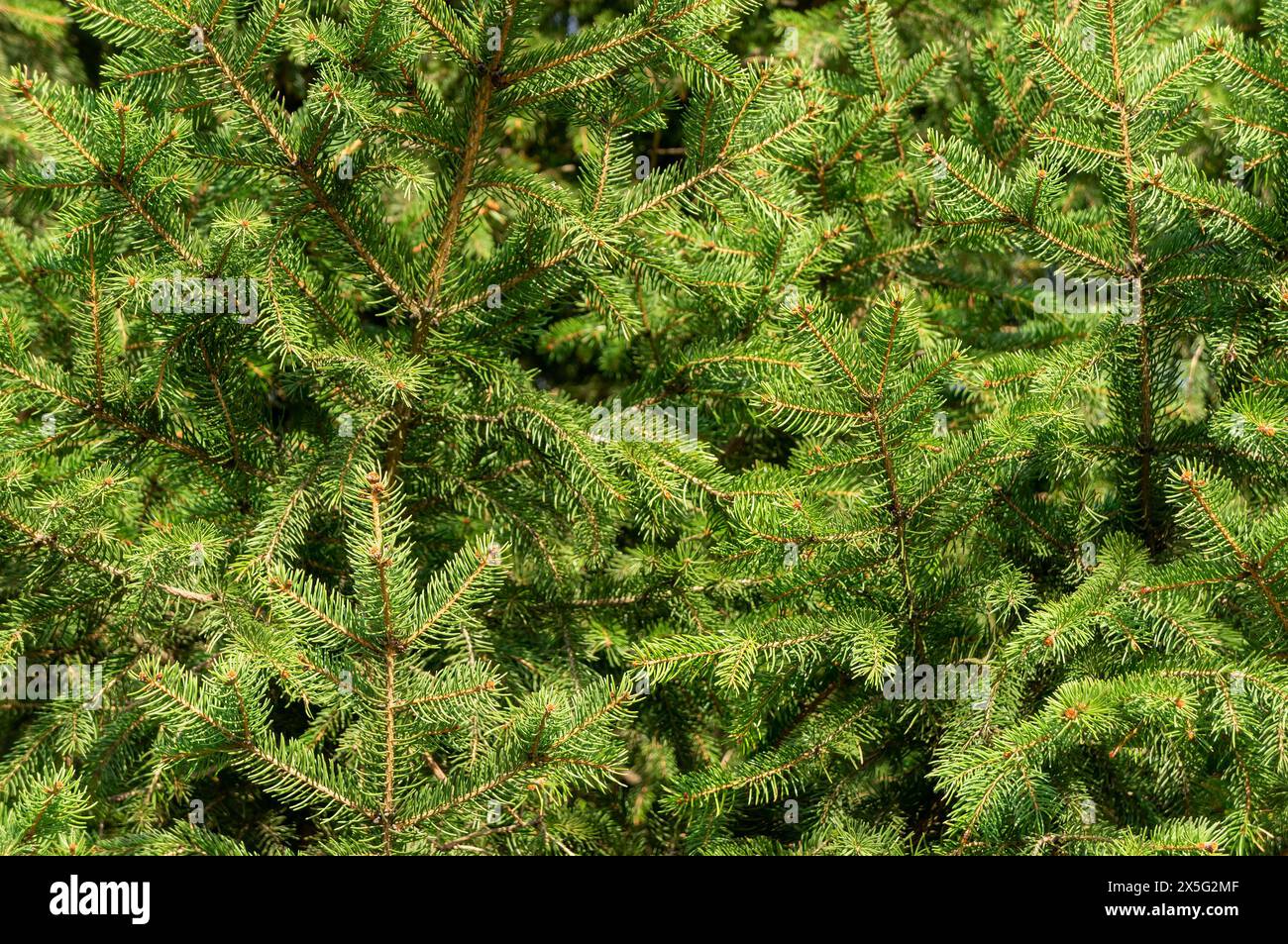 Vibrant green spruce tree branches. Close-up image showcasing dense, vivid green needles of a fir tree, highlighting the natural beauty and texture. Stock Photo