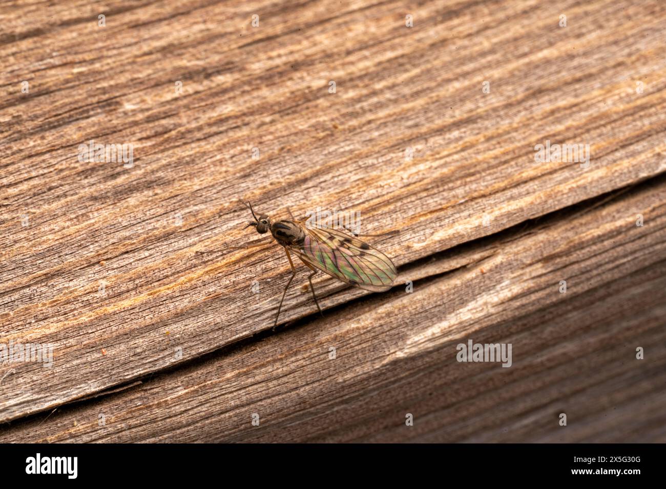 Sylvicola punctatus Family Anisopodidae Genus Sylvicola mosquito wild nature insect wallpaper, picture, photography Stock Photo