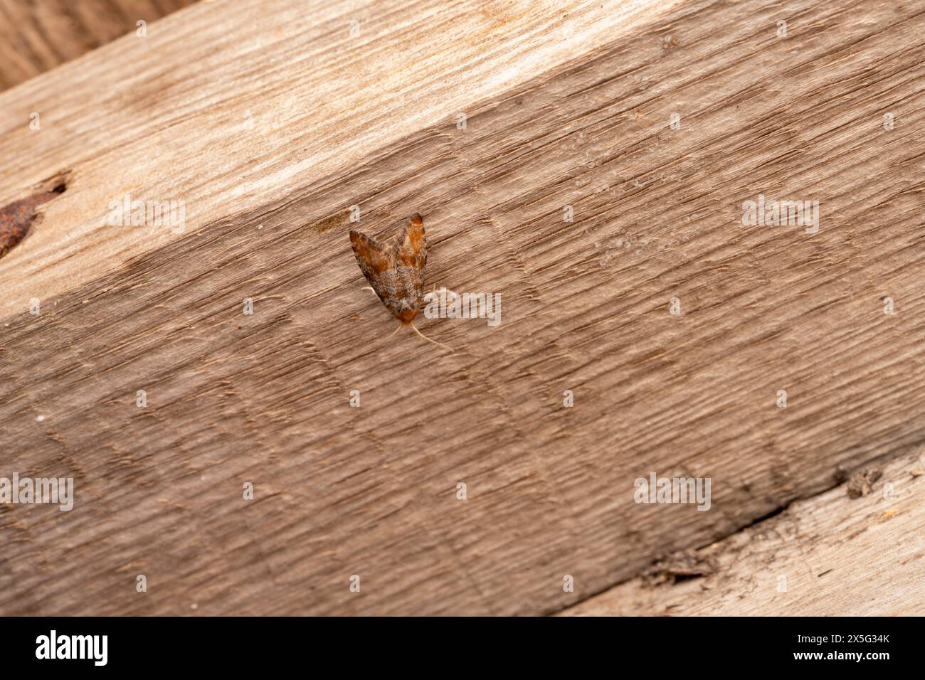 Shoot Insect Spotted shoot moth hi-res stock photography and images - Alamy