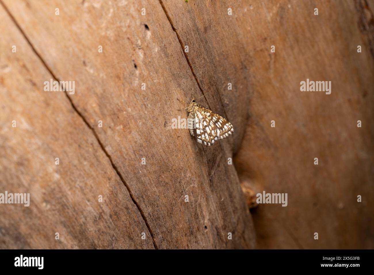 Chiasmia clathrata Family Geometridae Genus Chiasmia Latticed heath moth wild nature insect wallpaper, picture, photography Stock Photo
