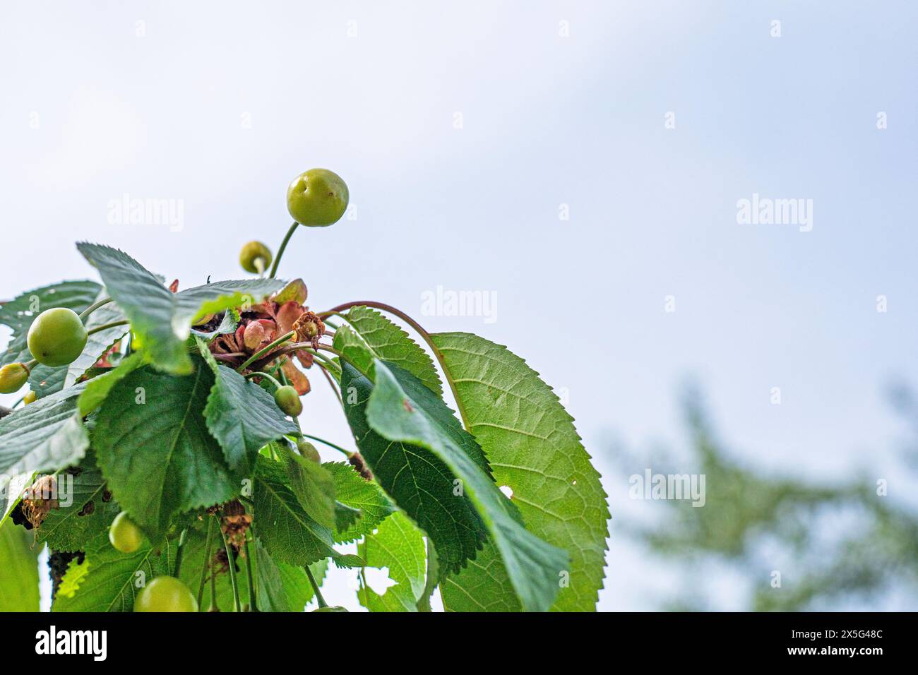 Cropgreen cherry fruits hi-res stock photography and images - Alamy