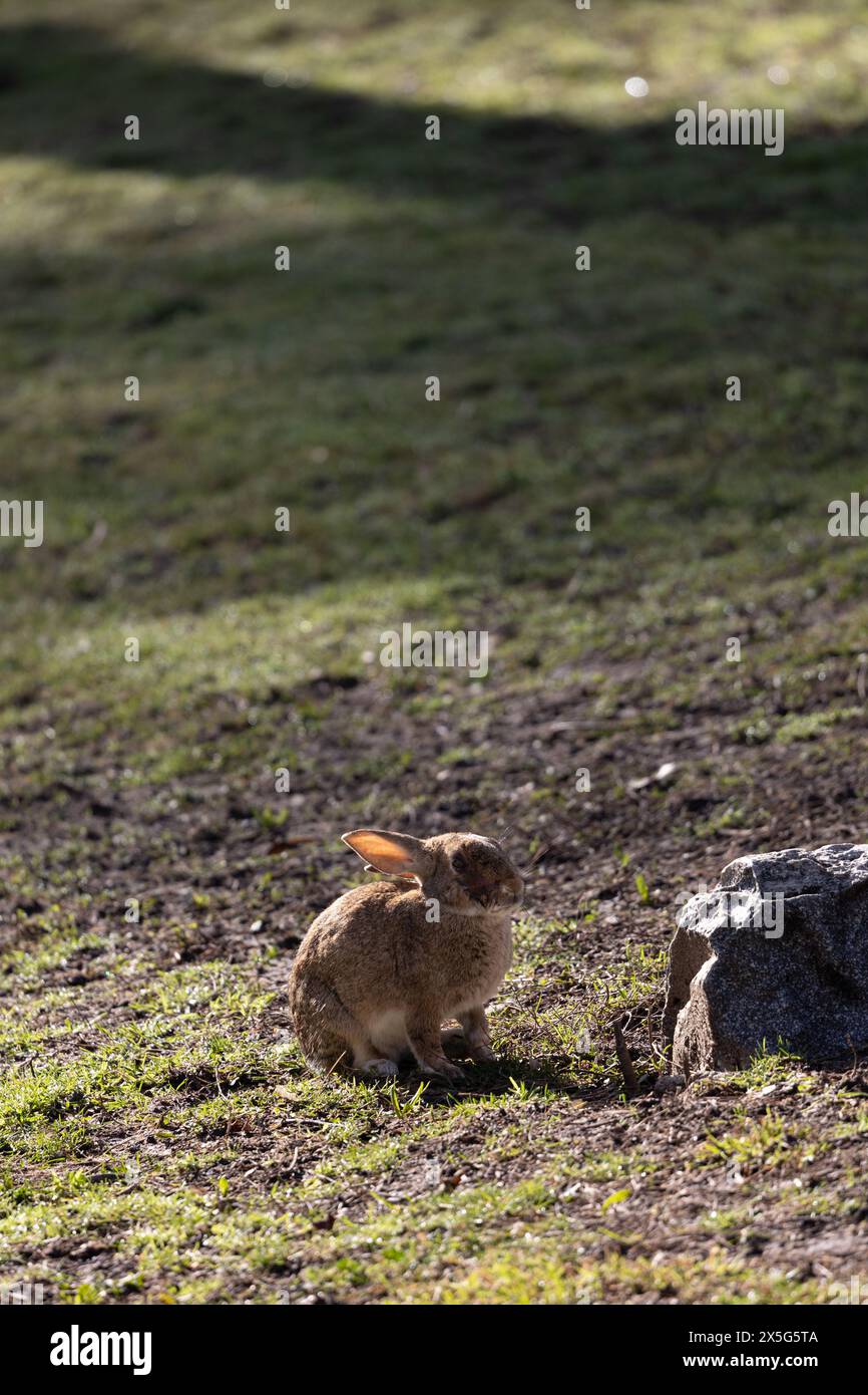 beautiful brown rabbit with big ears on the grass in the park Stock Photo