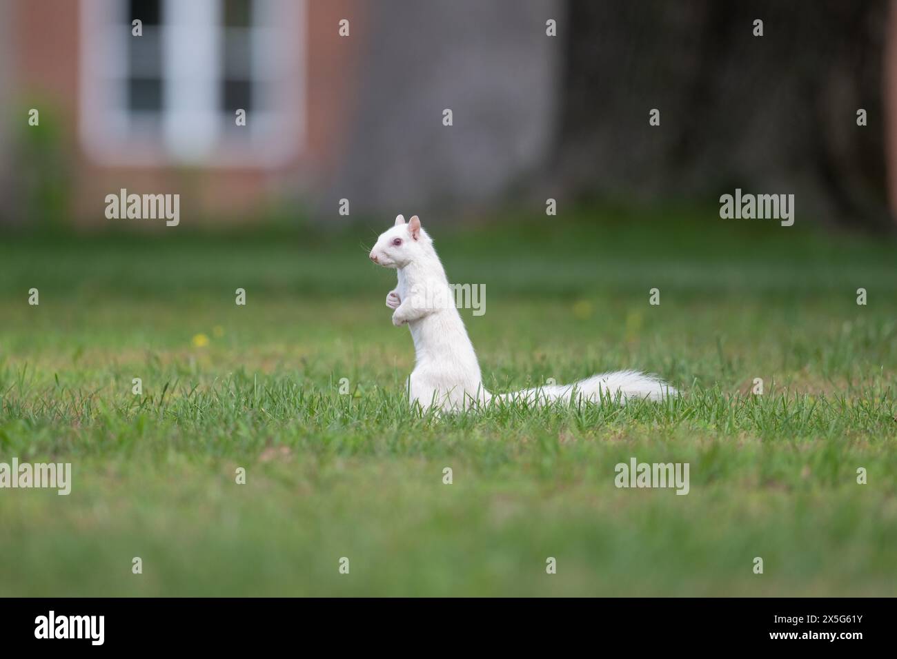 Cute white squirrel in green grass on its hind legs and looking around in the City Park in Olney, Illinois, which is known for its population of albin Stock Photo