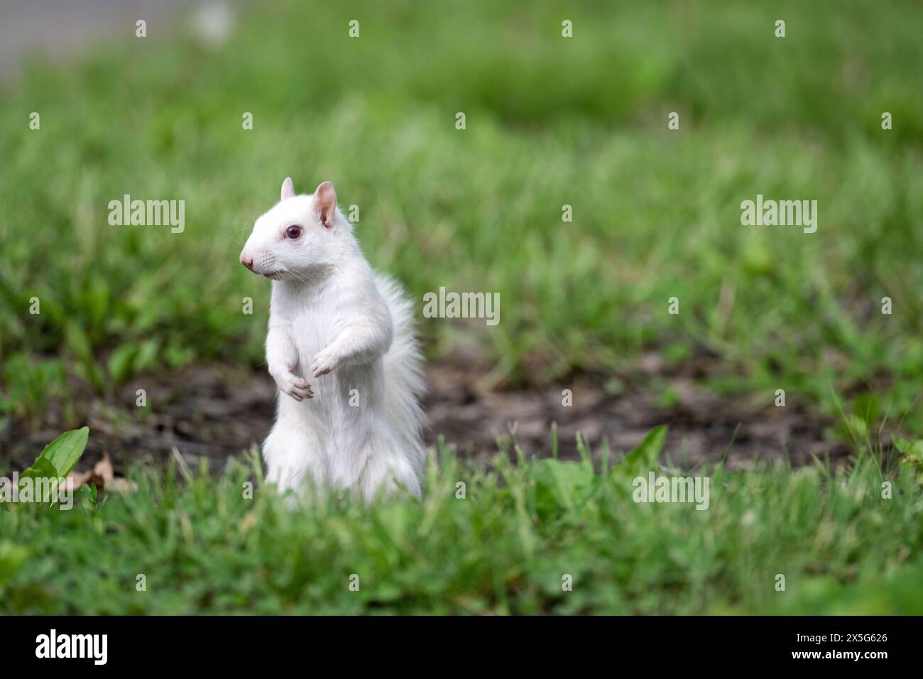 Cute white squirrel in green grass on its hind legs and looking around