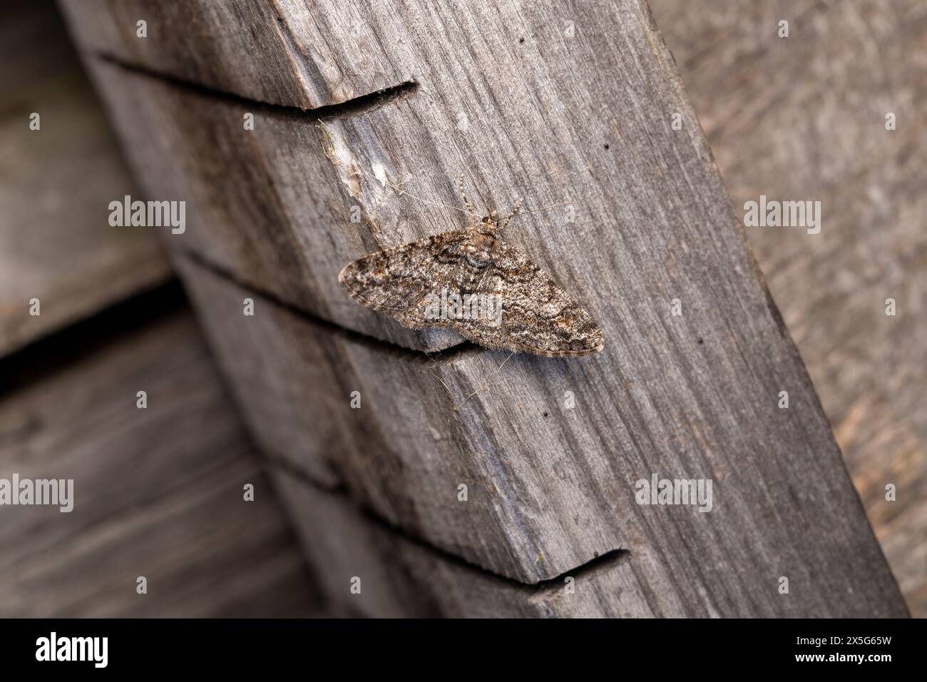 Cleora cinctaria Family Geometridae Genus Cleora Ringed carpet moth wild nature insect photography, picture, wallpaper Stock Photo
