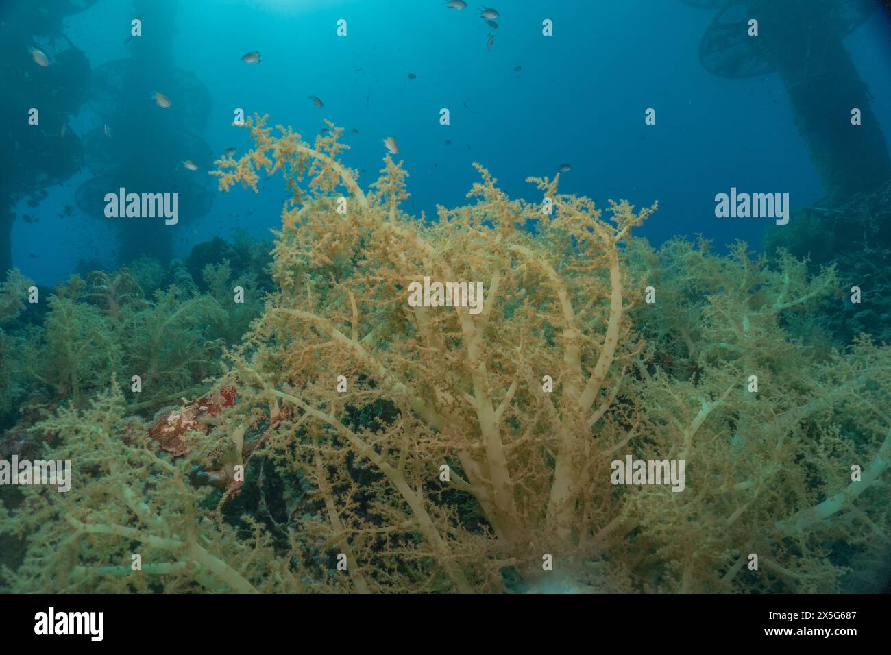 Coral reef and water plants in the Red Sea, Eilat Israel Stock Photo