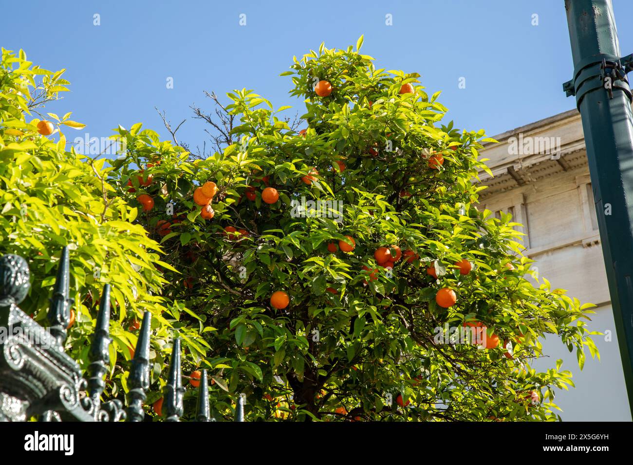 Oranges, Athens, Greece Stock Photo